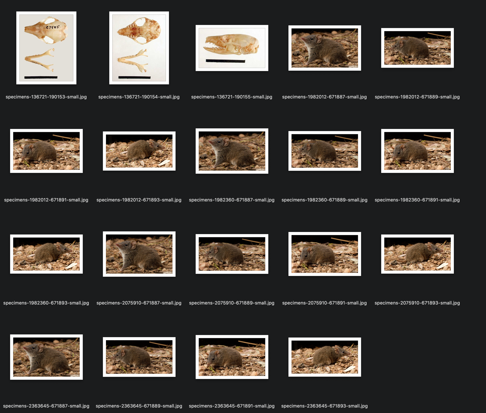 Thumbnails of Antechinus photos